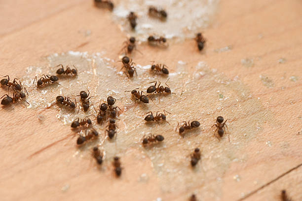 Pest Prevention Services in Mckee City, NJ